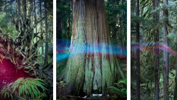 Image of: Forest Apparitions Art Installation by Darcy Hennessey