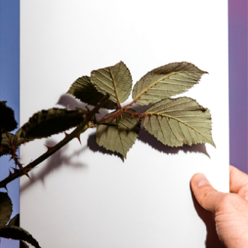 Image of: Invasive Art Installation by Alison Boulier
